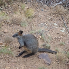 Wallabia bicolor (Swamp Wallaby) at Woodstock Nature Reserve - 21 Jan 2023 by wombey