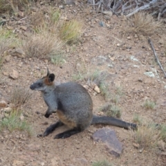 Wallabia bicolor (Swamp Wallaby) at Coree, ACT - 22 Jan 2023 by wombey