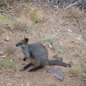 Wallabia bicolor at Coree, ACT - 22 Jan 2023 08:06 AM