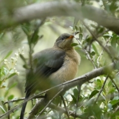 Acanthorhynchus tenuirostris (Eastern Spinebill) at Mongarlowe River - 30 Jan 2022 by arjay