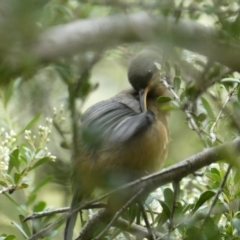 Acanthorhynchus tenuirostris at Charleys Forest, NSW - 30 Jan 2022