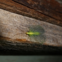 Mallada sp. (genus) (Green lacewing) at Charleys Forest, NSW - 21 Jan 2023 by arjay