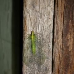 Mallada sp. (genus) at Charleys Forest, NSW - 21 Jan 2023