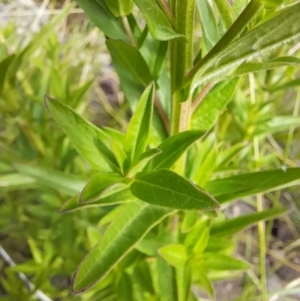 Lythrum salicaria at Rendezvous Creek, ACT - 21 Jan 2023