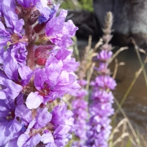 Lythrum salicaria at Rendezvous Creek, ACT - 21 Jan 2023 09:30 AM