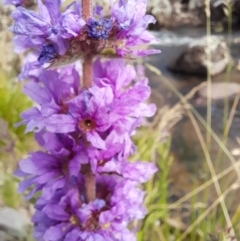 Lythrum salicaria at Rendezvous Creek, ACT - 21 Jan 2023