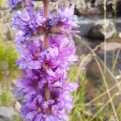 Lythrum salicaria at Rendezvous Creek, ACT - 21 Jan 2023 09:30 AM