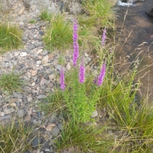 Lythrum salicaria at Rendezvous Creek, ACT - 21 Jan 2023