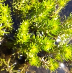 Myriophyllum sp. (Water-milfoil) at Rendezvous Creek, ACT - 21 Jan 2023 by VanceLawrence