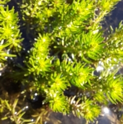 Myriophyllum sp. (Water-milfoil) at Namadgi National Park - 20 Jan 2023 by VanceLawrence