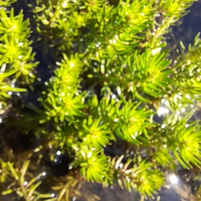Myriophyllum sp. (Water-milfoil) at Namadgi National Park - 20 Jan 2023 by VanceLawrence