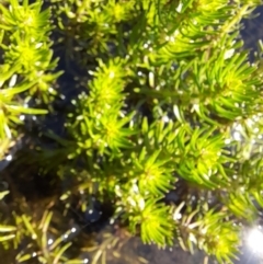 Myriophyllum sp. at Rendezvous Creek, ACT - 21 Jan 2023 10:42 AM