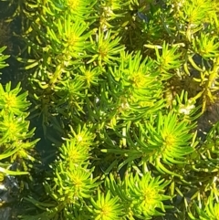 Myriophyllum sp. at Rendezvous Creek, ACT - 21 Jan 2023 10:42 AM