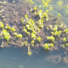 Myriophyllum sp. at Rendezvous Creek, ACT - 21 Jan 2023 10:42 AM