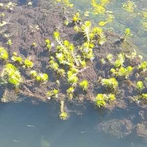 Myriophyllum sp. at Rendezvous Creek, ACT - 21 Jan 2023