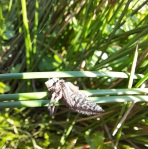 Anisoptera (suborder) at Rendezvous Creek, ACT - 21 Jan 2023