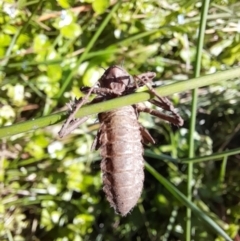 Anisoptera (suborder) at Rendezvous Creek, ACT - 21 Jan 2023