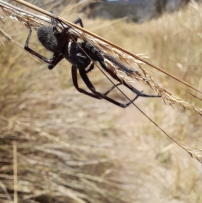 Unverified Spider at Rendezvous Creek, ACT - 21 Jan 2023 by VanceLawrence