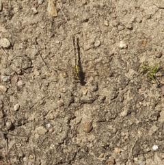 Austrogomphus guerini at Rendezvous Creek, ACT - 21 Jan 2023