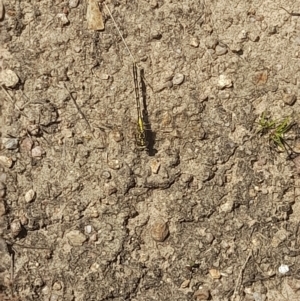 Austrogomphus guerini at Rendezvous Creek, ACT - 21 Jan 2023