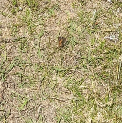 Vanessa kershawi (Australian Painted Lady) at Namadgi National Park - 21 Jan 2023 by VanceLawrence