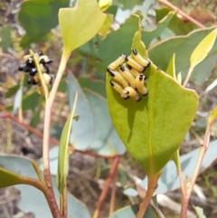 Paropsis atomaria (Eucalyptus leaf beetle) at Namadgi National Park - 21 Jan 2023 by VanceLawrence