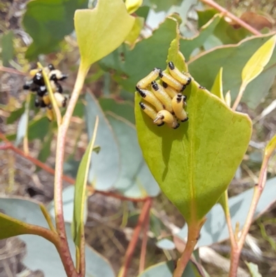 Paropsis atomaria (Eucalyptus leaf beetle) at Rendezvous Creek, ACT - 21 Jan 2023 by VanceLawrence
