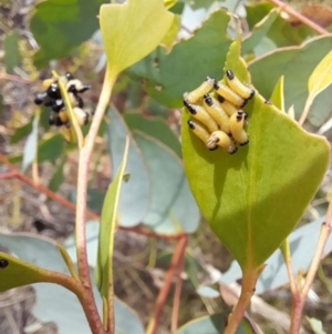 Paropsis atomaria at Rendezvous Creek, ACT - 21 Jan 2023