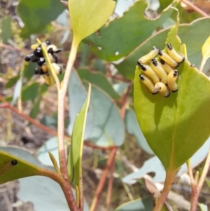 Paropsis atomaria at Rendezvous Creek, ACT - 21 Jan 2023