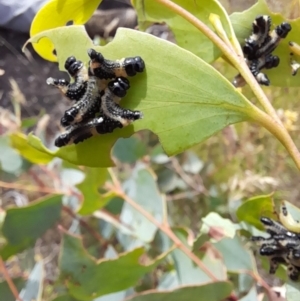 Paropsis atomaria at Rendezvous Creek, ACT - 21 Jan 2023