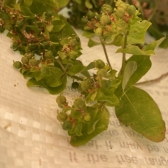 Euphorbia oblongata (Egg-leaf Spurge) at Wandiyali-Environa Conservation Area - 21 Jan 2023 by Wandiyali