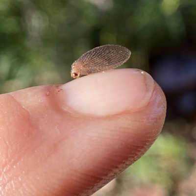 Psychobiella sp. (genus) (Brown Lacewing) at Googong, NSW - 22 Jan 2023 by Wandiyali