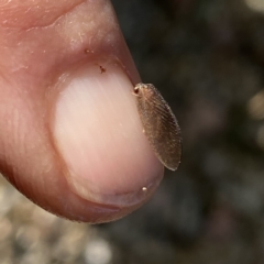 Psychobiella sp. (genus) at suppressed - suppressed