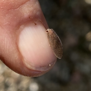 Psychobiella sp. (genus) at suppressed - suppressed