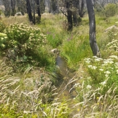 Cassinia aculeata (Common Cassinia) at Namadgi National Park - 21 Jan 2023 by VanceLawrence