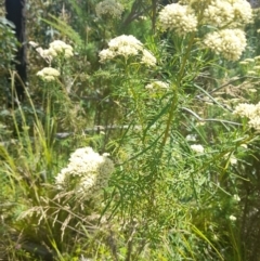 Cassinia aculeata at Rendezvous Creek, ACT - 21 Jan 2023