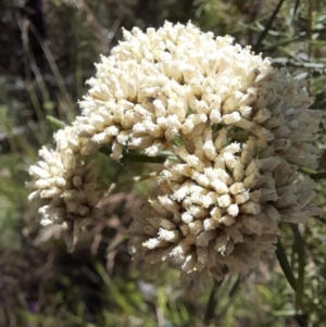 Cassinia aculeata at Rendezvous Creek, ACT - 21 Jan 2023