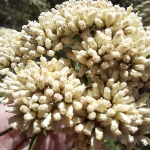 Cassinia aculeata at Rendezvous Creek, ACT - 21 Jan 2023