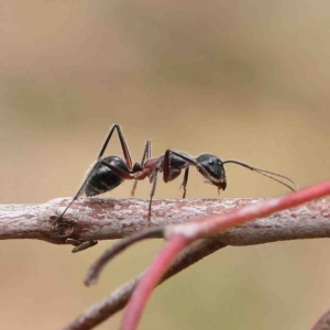 Camponotus intrepidus at O'Connor, ACT - 19 Jan 2023