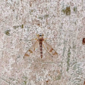 Heteropsilopus sp. (genus) at O'Connor, ACT - 19 Jan 2023 10:30 AM