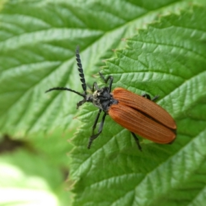 Porrostoma rhipidium at Charleys Forest, NSW - suppressed