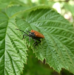 Porrostoma rhipidium at Charleys Forest, NSW - suppressed