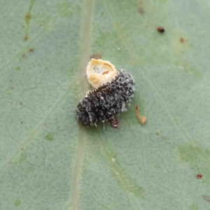 Chrysopidae (family) at O'Connor, ACT - 19 Jan 2023