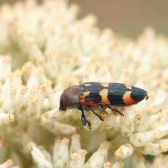 Castiarina sexplagiata (Jewel beetle) at O'Connor, ACT - 19 Jan 2023 by ConBoekel