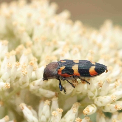 Castiarina sexplagiata (Jewel beetle) at O'Connor, ACT - 19 Jan 2023 by ConBoekel