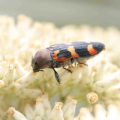 Castiarina sexplagiata at O'Connor, ACT - 19 Jan 2023