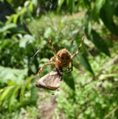 Backobourkia brounii (Broun's orb weaver) at Charleys Forest, NSW - 21 Jan 2023 by arjay