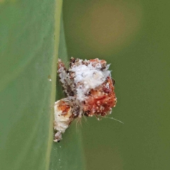 Chrysopidae (family) at O'Connor, ACT - 19 Jan 2023