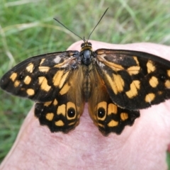 Heteronympha paradelpha (Spotted Brown) at Charleys Forest, NSW - 21 Jan 2023 by arjay