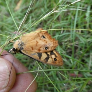 Heteronympha paradelpha at Charleys Forest, NSW - 21 Jan 2023